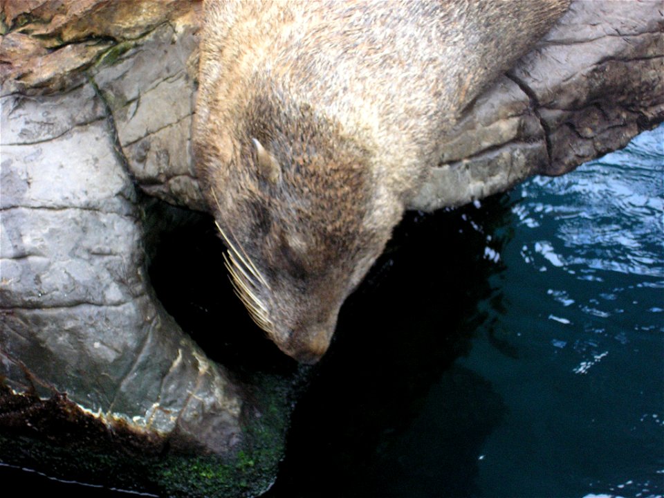 A Seal at Living Coasts