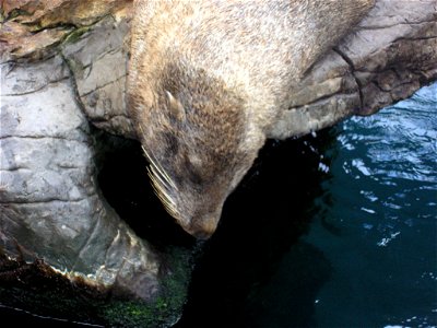 A Seal at Living Coasts photo