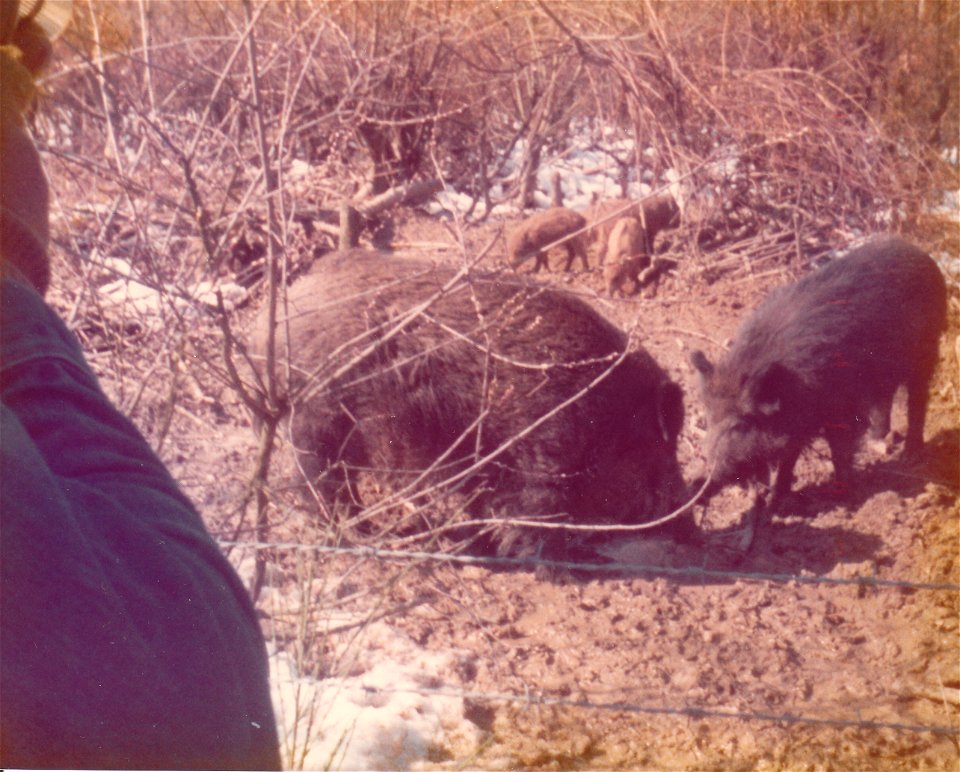 saw these wild boar while walking thru the Black Forest