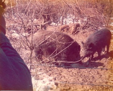 saw these wild boar while walking thru the Black Forest