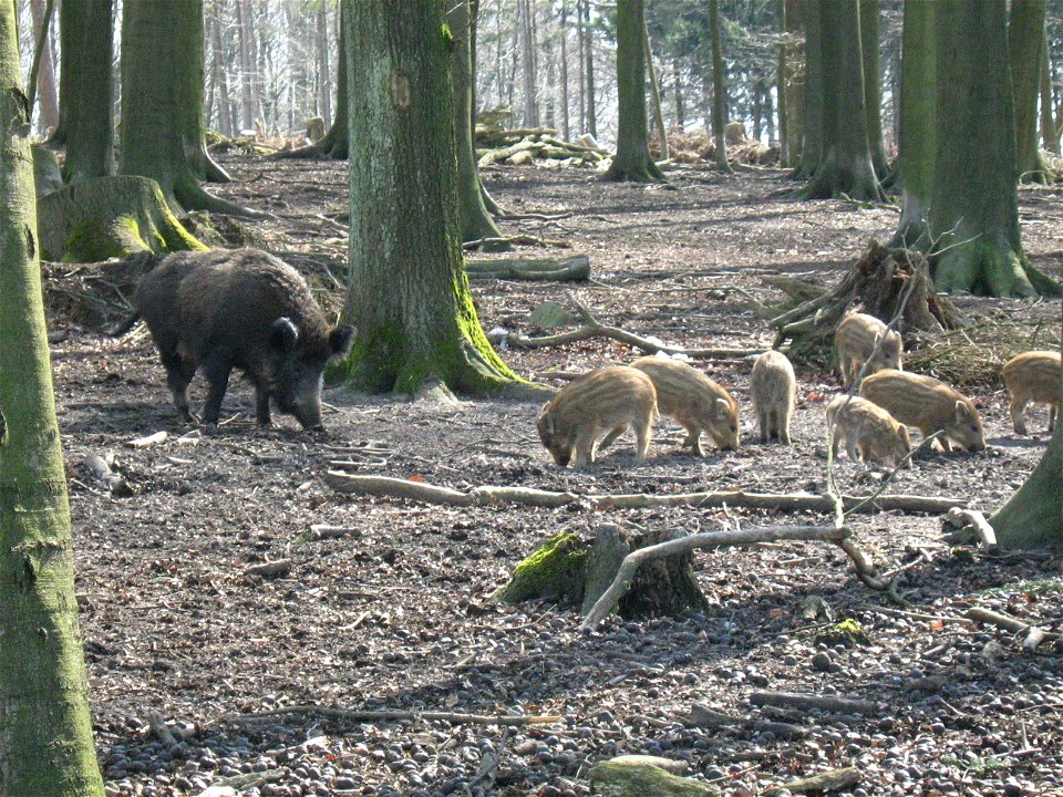 Wildschweine bei der Diedrichsburg (Melle Frühjahr 2008)