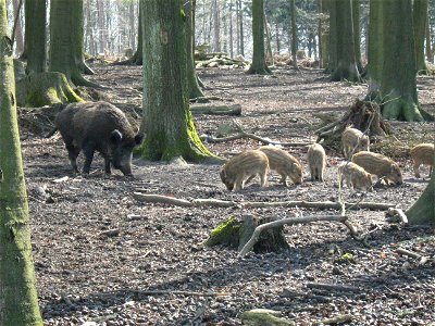 Wildschweine bei der Diedrichsburg (Melle Frühjahr 2008)