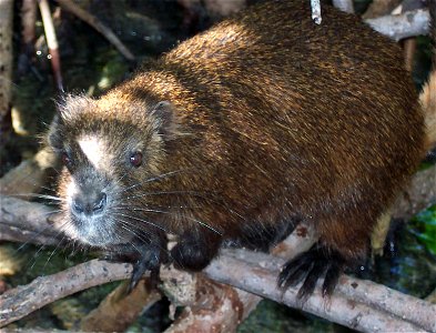 Demarest's_Hutia, Capromys pilorides near Morón, Cuba