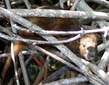 Demarest's_Hutia, Capromys pilorides near Morón, Cuba