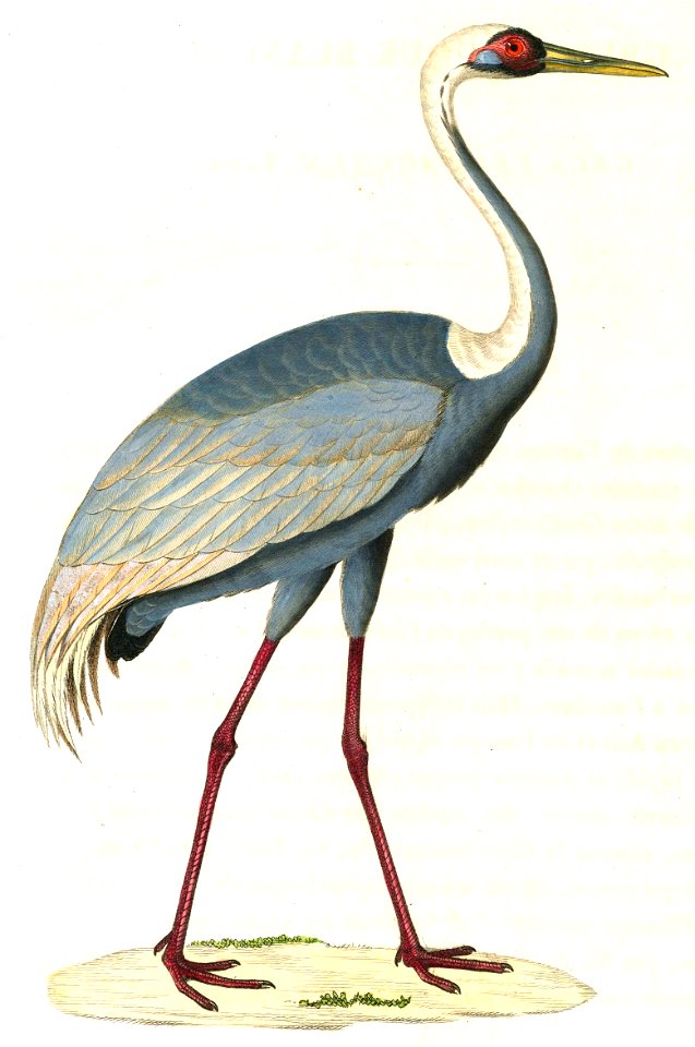 English:  « Grus leucauchen » = Grus vipio (White-naped Crane) - adultFrançais :  « Grus leucauchen » = Grus vipio (Grue à cou blanc) - adulte