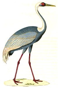 English: « Grus leucauchen » = Grus vipio (White-naped Crane) - adultFrançais : « Grus leucauchen » = Grus vipio (Grue à cou blanc) - adulte photo