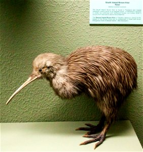 South Island Brown Kiwilabel QS:Len,"South Island Brown Kiwi"
label QS:Lhu,"Déli-szigeti barna kivi"