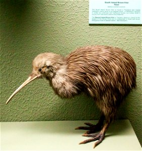 South Island Brown Kiwilabel QS:Len,"South Island Brown Kiwi" label QS:Lhu,"Déli-szigeti barna kivi" photo