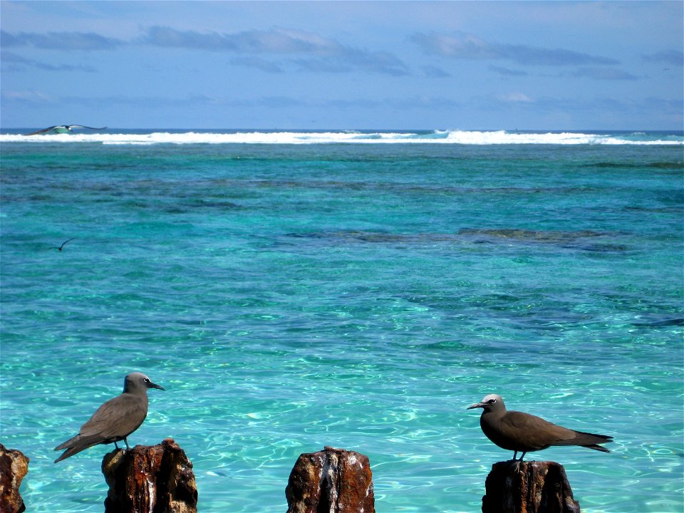 Brown Noddies Anous stolidus. Hawaii, NWHI, Tern Island.