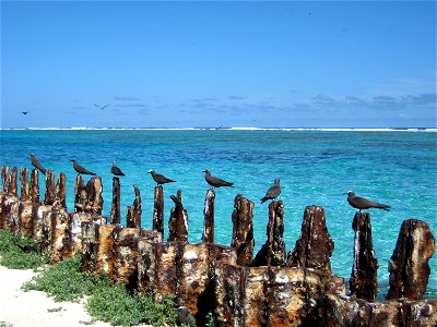Brown Noddies Anous stolidus that have learned to count by twos except for the last one on the left. Hawaii, NWHI, Tern Island.
