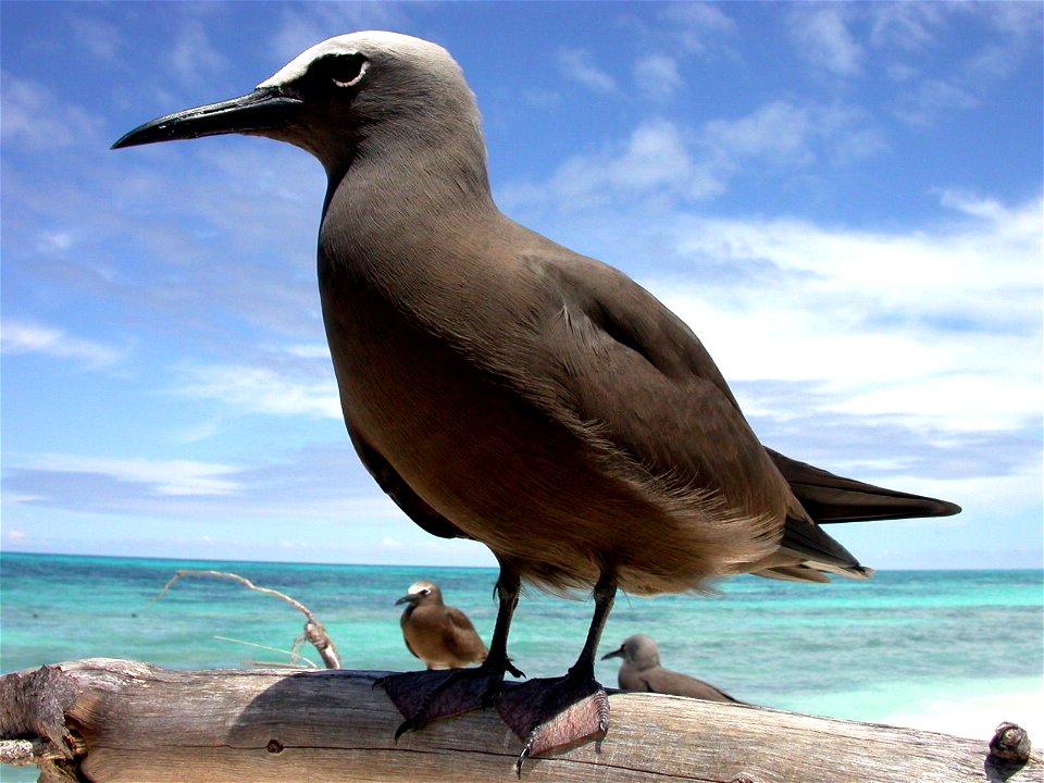 A noddy on Bird Island, Seychelles.
