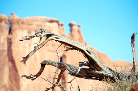 Gnarled arches national park photo