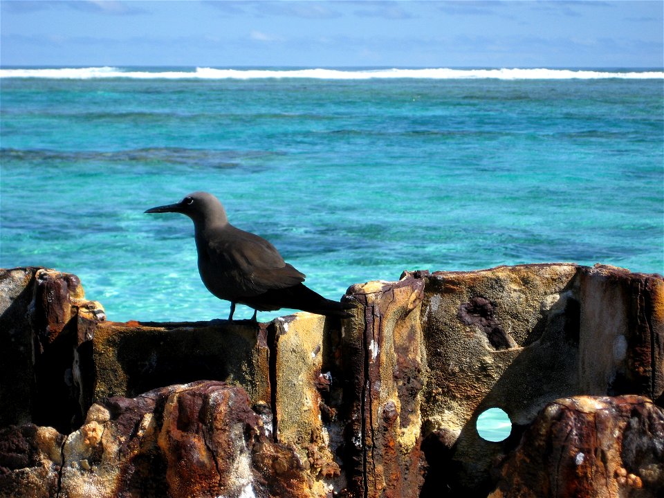 A Brown Noddy Anous stolidus.  Hawaii, NWHI, Tern Island.
