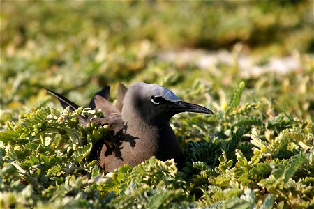 Brown Noddy Anous stolidus nesting, taken on Tern Island, French Frigate Shoals photo