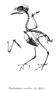 Hyphantornis cucullata
