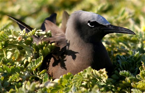 Brown Noddy Anous stolidus nesting, taken on Tern Island, French Frigate Shoals photo