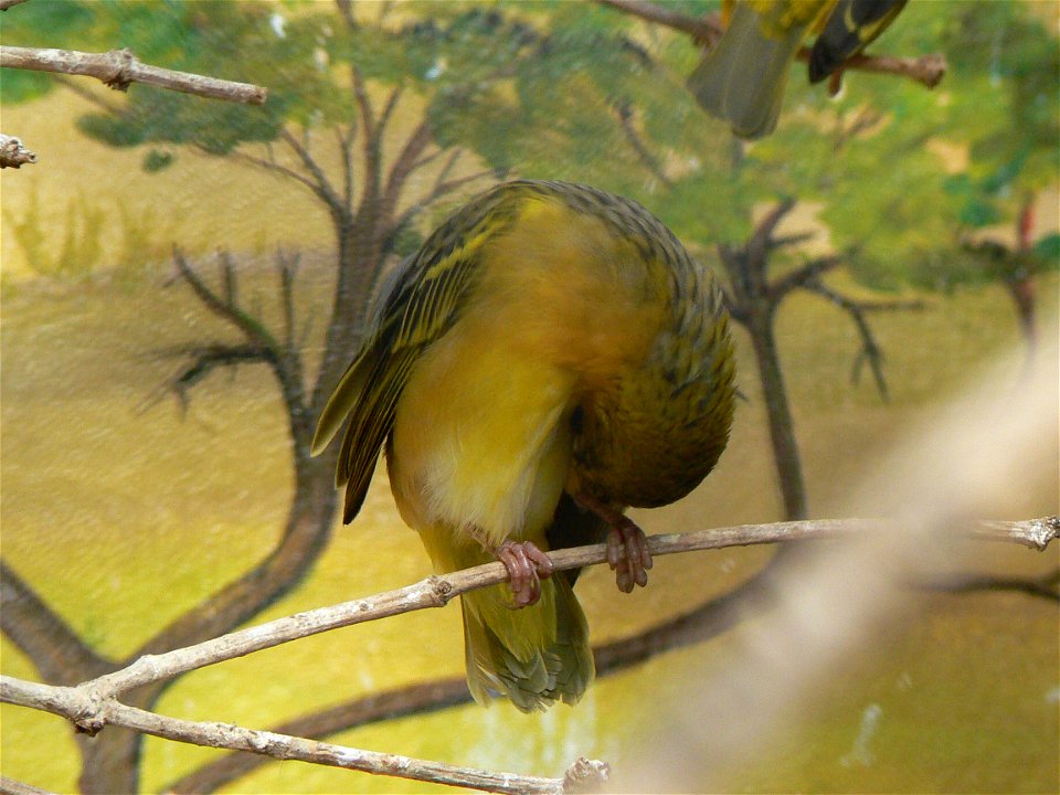 textorweber, Ploceus cucullatus