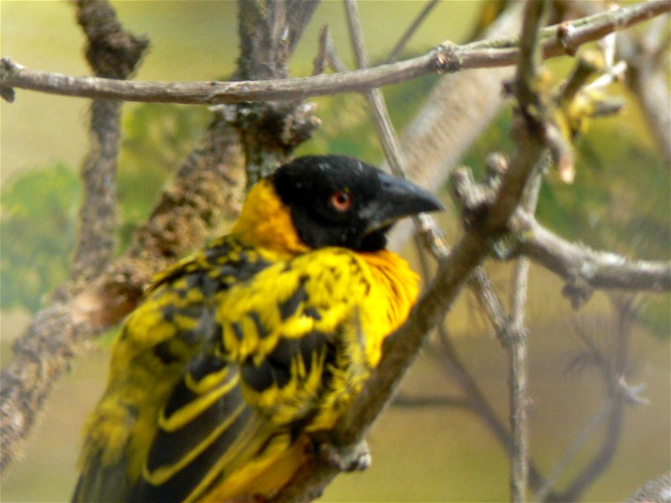textorweber, Ploceus cucullatus