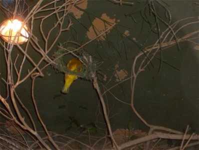 Village Weaver (Ploceus cucullatus in Latin) in Skansen in Stockholm. Photographed by me in spring 2008.