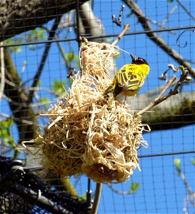 Webervogel in einer Wilhelma-Voliere