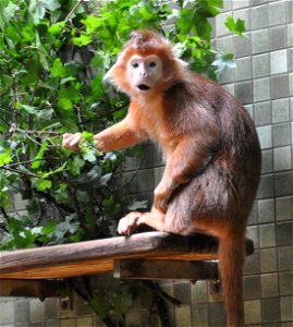 Haubenlangur, Laut Tafel "Presbytis cristatus pyrrhus (Horsfield, 1823)", Zoologischer Garten,  Berlin