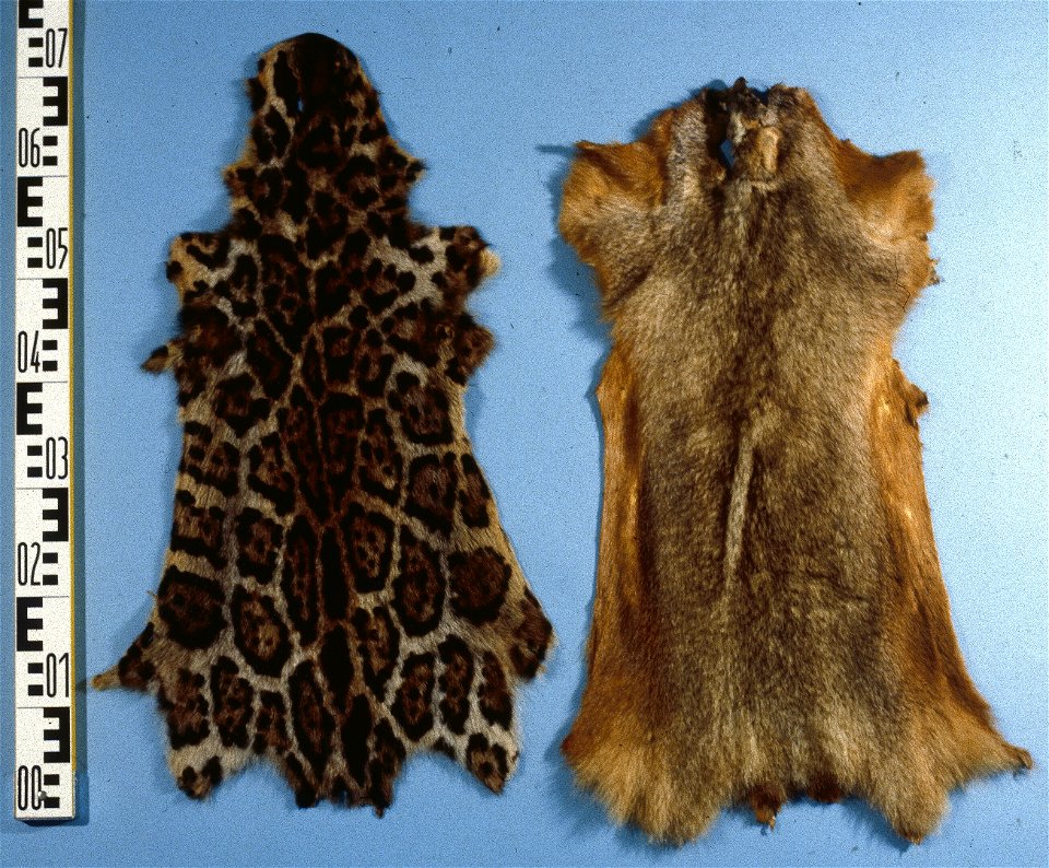 Bobac marmot (Marmota bobak), left skin stenciled. Fur skin collection, Bundes-Pelzfachschule, Frankfurt/Main, Germany