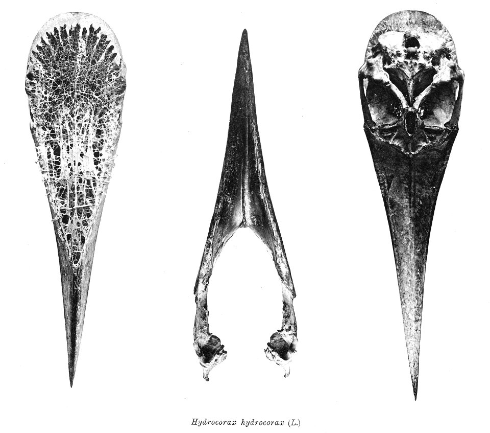 Bird skeletons. Note that the current scientific names need to be checked.

Hydrocorax hydrocorax