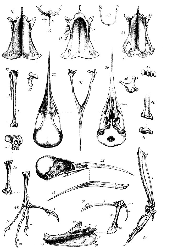 English:  « Irrisor erythrorhynchus & Irrisor senegalensis » = Phoeniculus purpureus (Green Wood Hoopoe) - skeletonFrançais :  « Irrisor erythrorhynchus &am