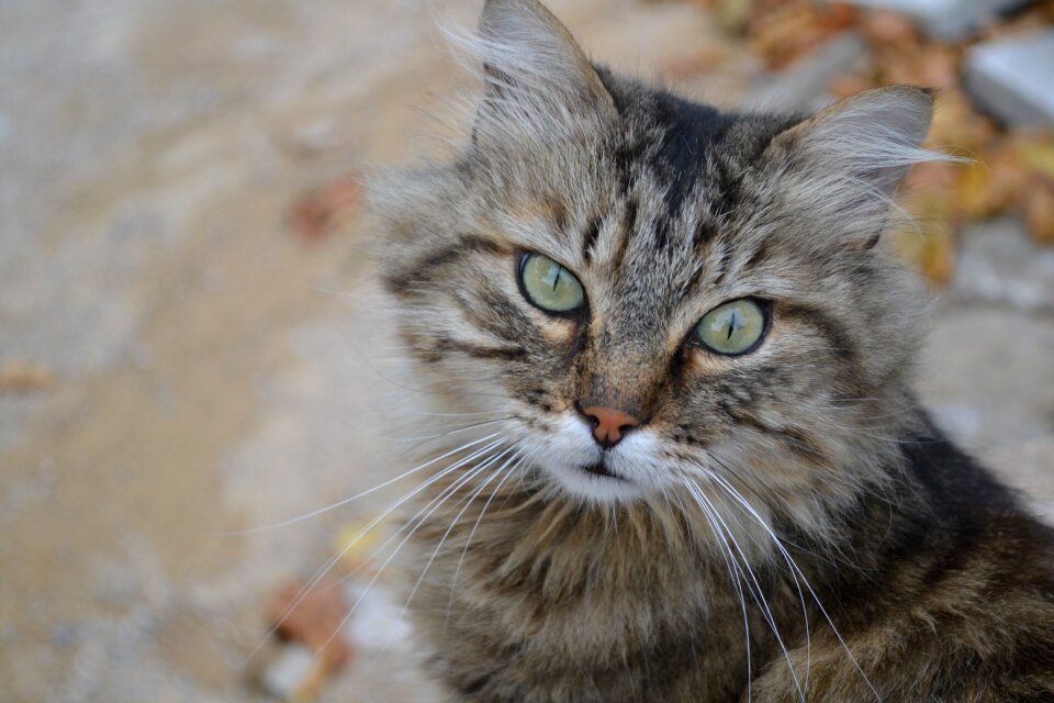 Animal nature eyes