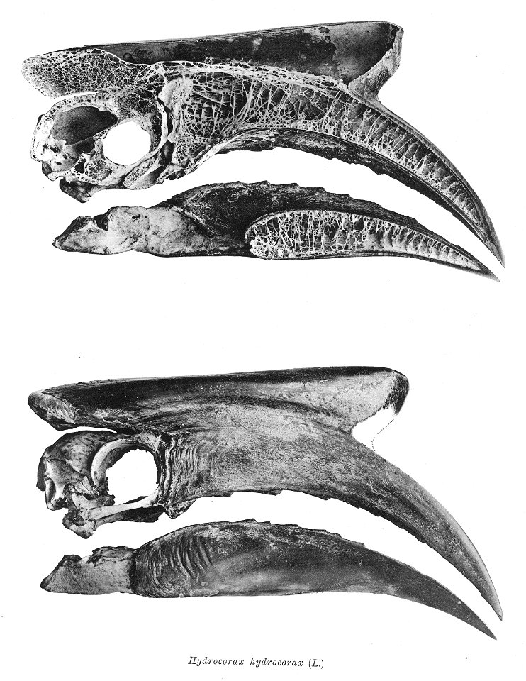Hydrocorax hydrocorax