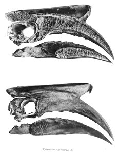 Hydrocorax hydrocorax