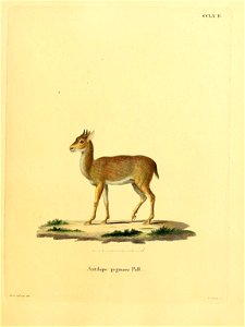 CCLX ß. 
i — ■ — i 1 1 1 1 
Antilope py^maea PaB 

/fürt „./„„,. M.