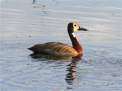 White-faced whistling duck Dendrocygna viduata photographed in the Nairobi National Park. photo