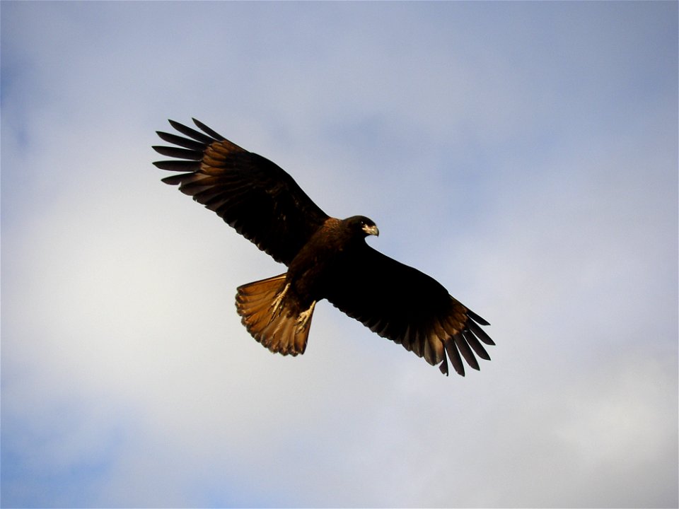 Shot by myself in the Falkland Islands