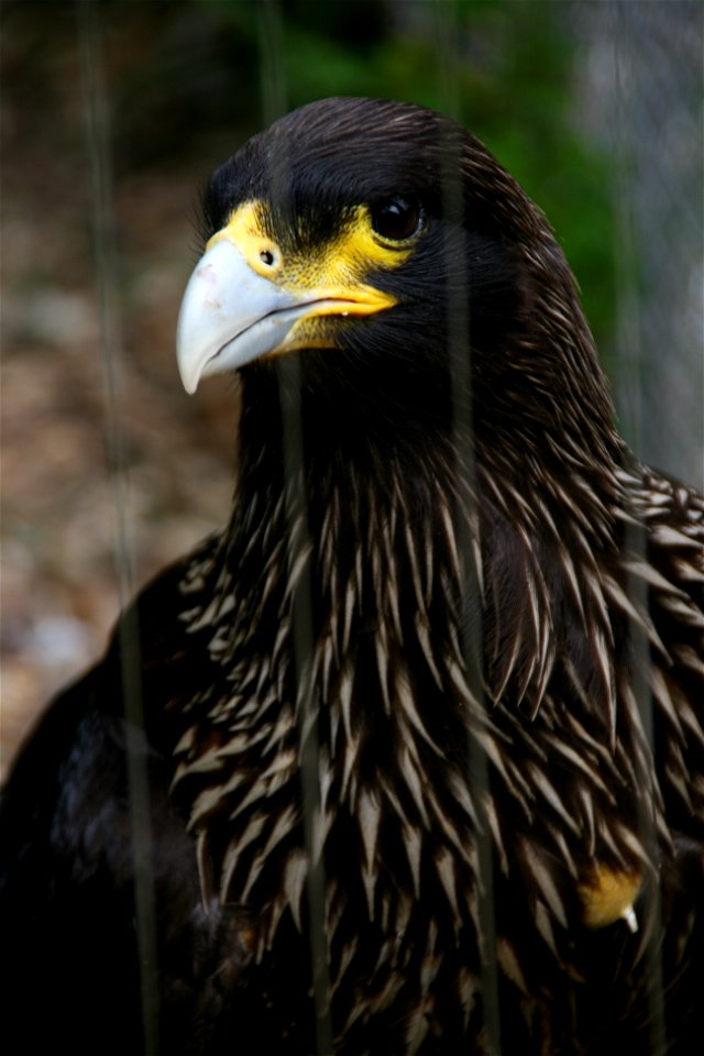 A Striated Caracara taken at the London Zoo.