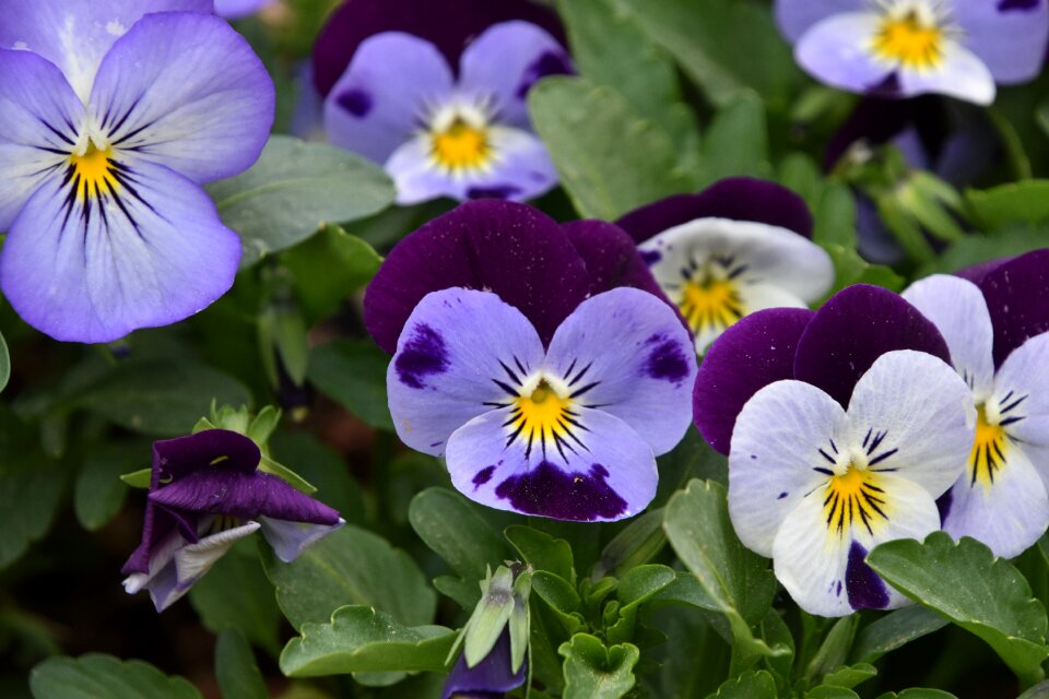 Plant garden thinking