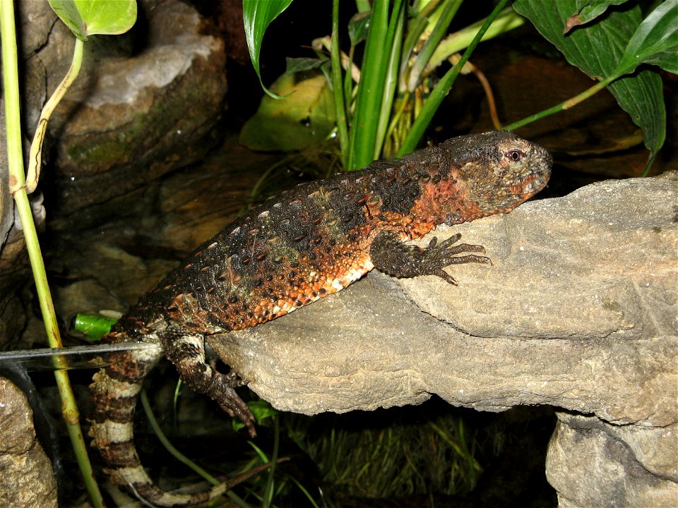 Krokodilschwanzechse ''Shinisaurus crocodilurus'' im Wuppertaler Zoo