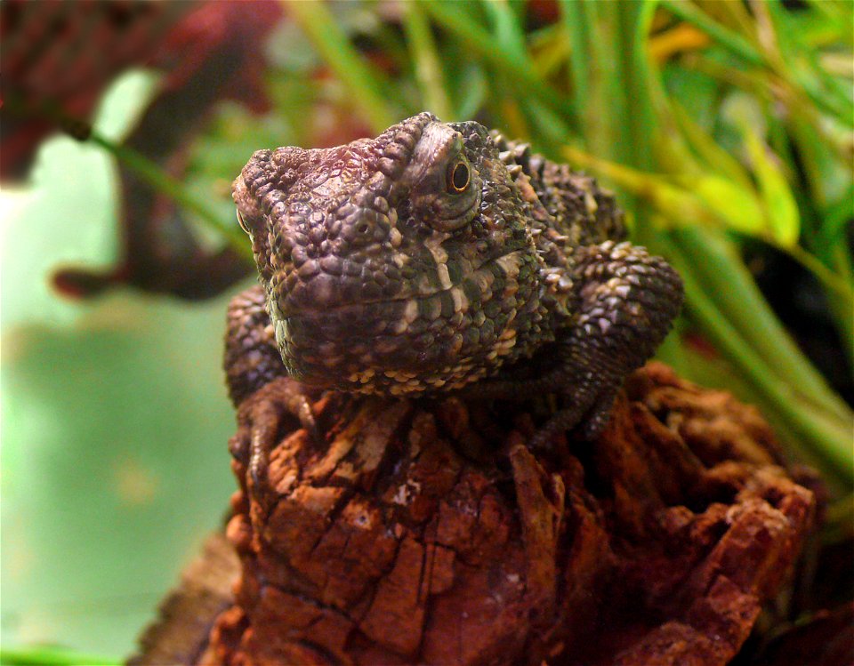 Chinese Crocodile Lizard (Shinisaurus crocodilurus)