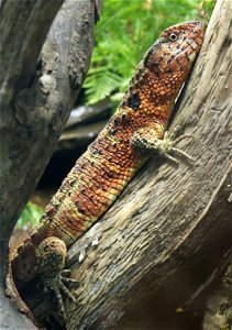 Chinese Crocodile Lizard (Shinisaurus crocodilurus)