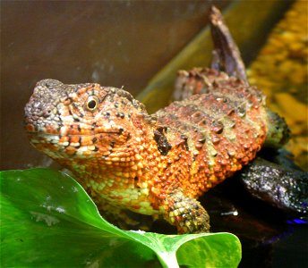 Chinese Crocodile Lizard (Shinisaurus crocodilurus)