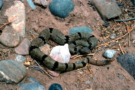 Image title: Banded rock rattlesnake Image from Public domain images website, http://www.public-domain-image.com/full-image/fauna-animals-public-domain-images-pictures/reptiles-and-amphibians-public-d photo