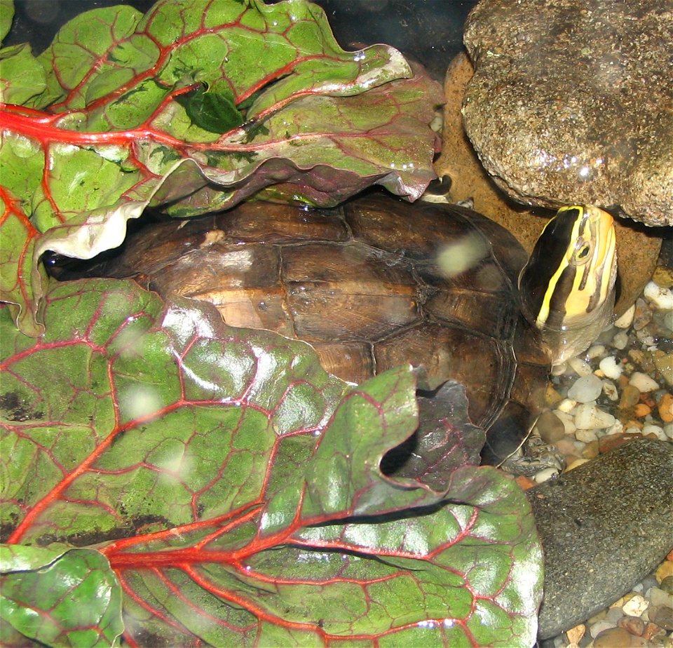 Asian Box Turtle (Cuora amboinensis)