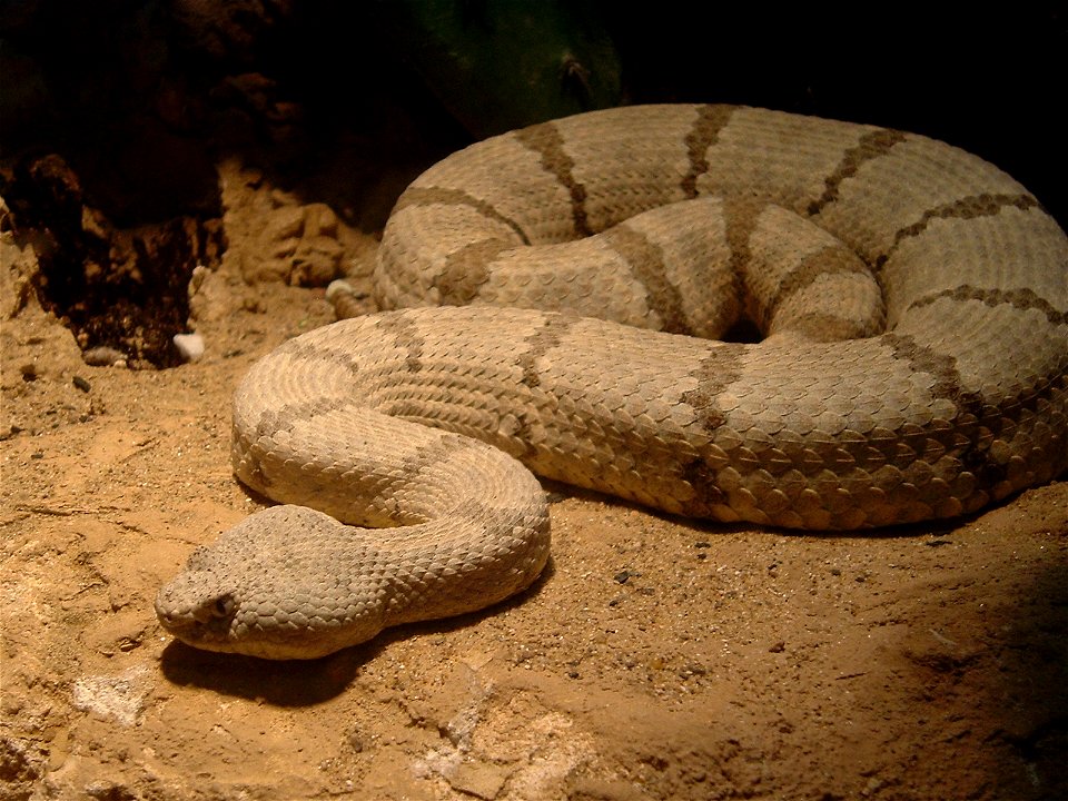 A picture of a viper at the Nahville Zoo