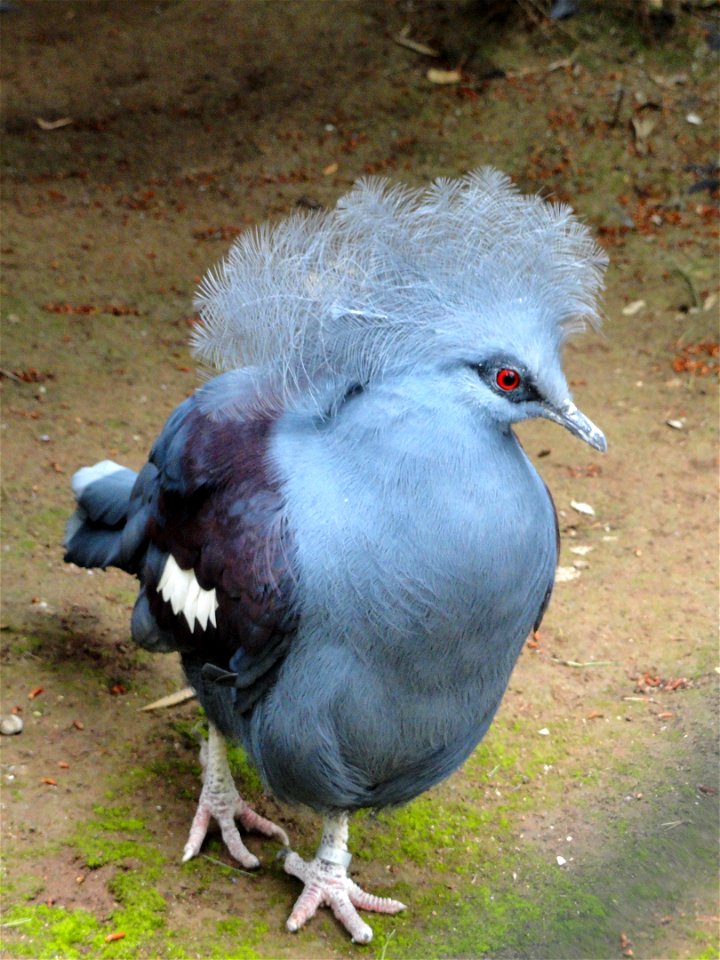 Goura cristata exhibited in the Jardin d'oiseaux tropicaux, La Londe-les-Maures, France.