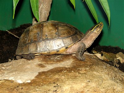 Asian Box Turtle - Cuora amboinensis amboinensis