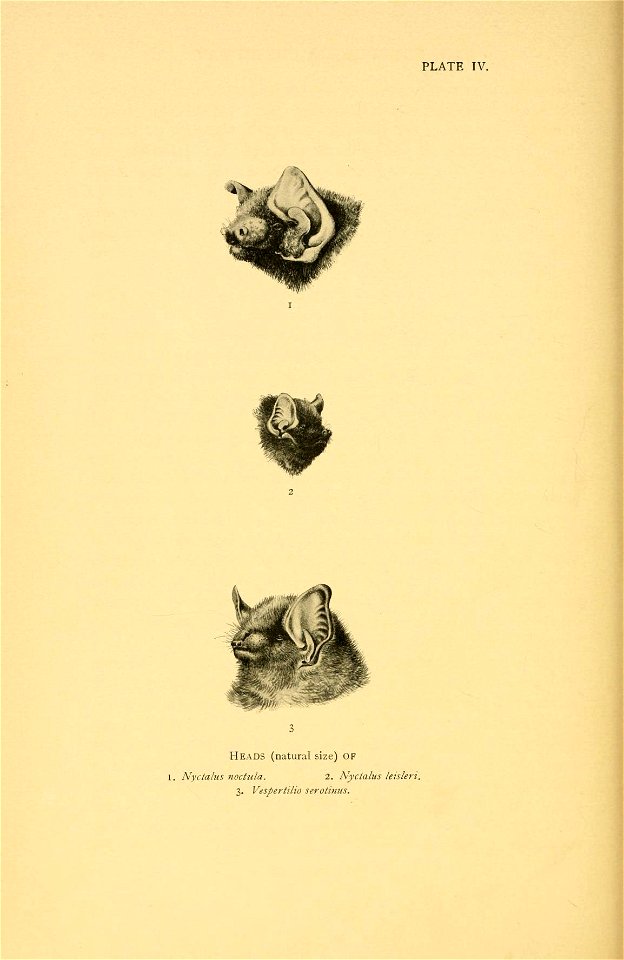 PLATE IV. 
Heads (natural size) of 
I. Nyctalus noctula. 2. Nyctalus leisleri. 

3. Vespertilio serotinus (Eptesicus serotinus)