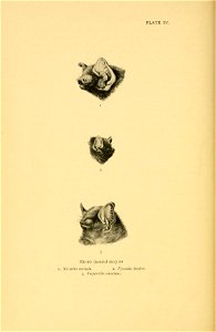 PLATE IV. 
Heads (natural size) of 
I. Nyctalus noctula. 2. Nyctalus leisleri. 

3. Vespertilio serotinus (Eptesicus serotinus)