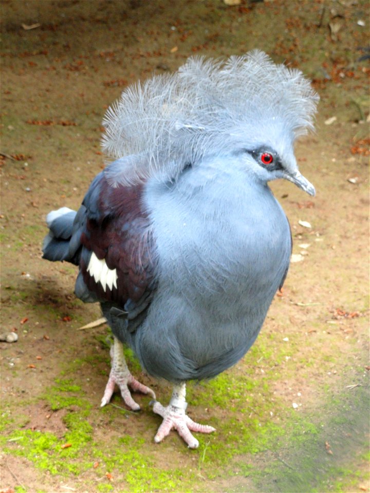 Goura cristata exhibited in the Jardin d'oiseaux tropicaux, La Londe-les-Maures, France.