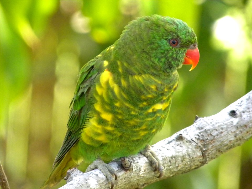 Scaly-breasted Lorikeet found in Central Queensland