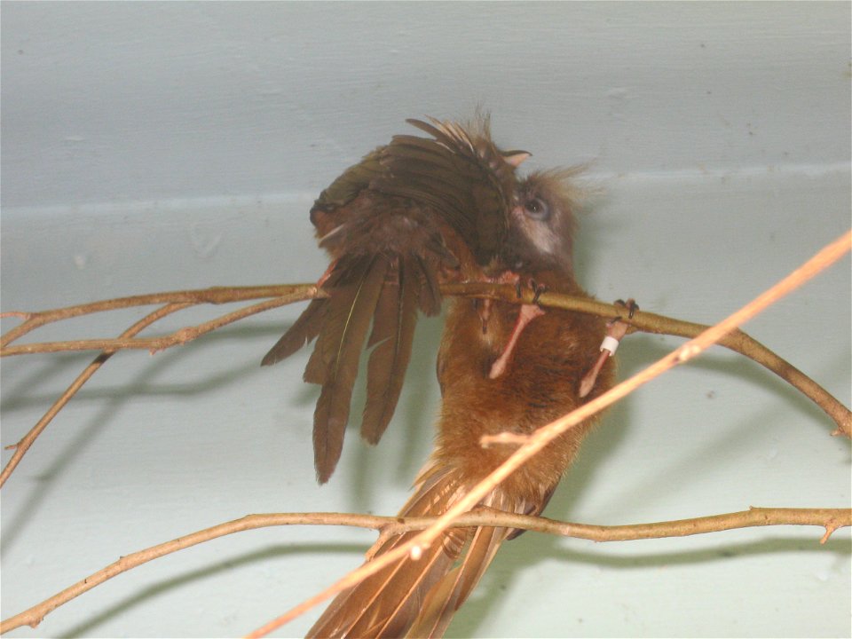 Two Speckled Mousebirds at the OKC Zoo.